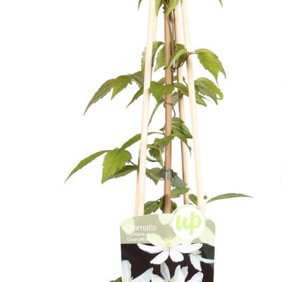 4x Clematis Montana 'Grandiflora' - 65cm hoch, 15cm Topf