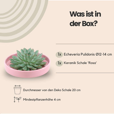 ROOTLESS Echeveria Pulidonis 'rosa' Ø20 cm Schale, 5 cm hoch