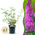 Buddleja davidii Pink Delight - 3x Schmetterlingsflieder, 45cm, Pink Bild 1