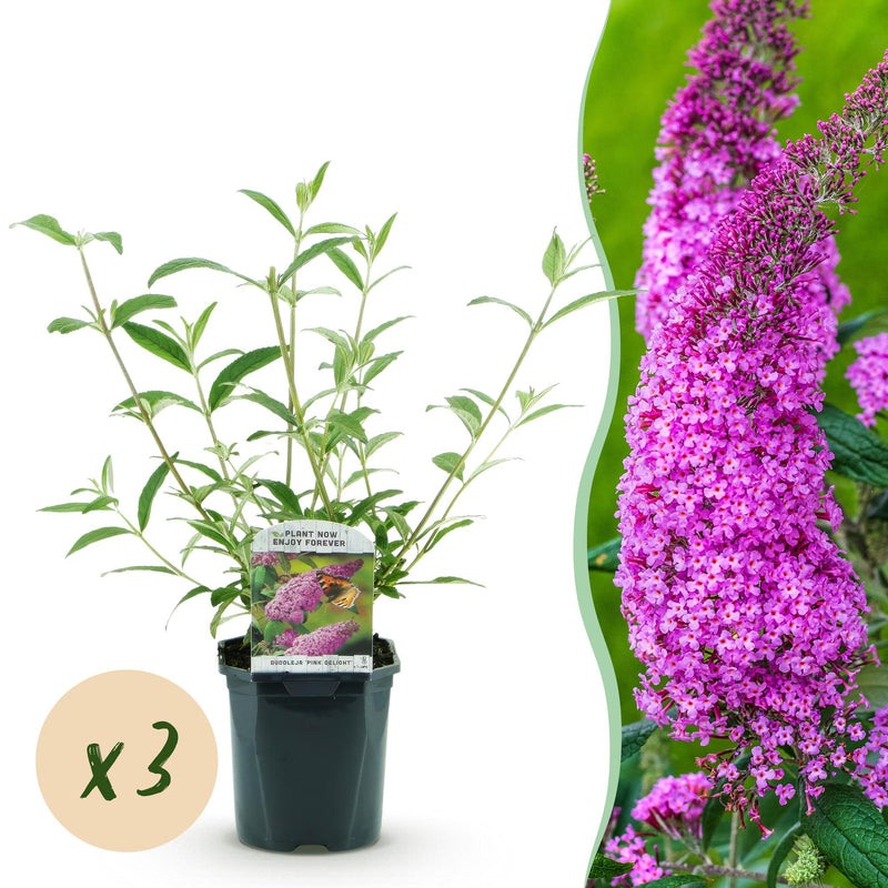 Buddleja davidii Pink Delight - 3x Schmetterlingsflieder, 45cm, Pink