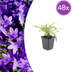 48x Glockenblume 'Coerulea' - 10-25cm - Ø9cm Bild 1