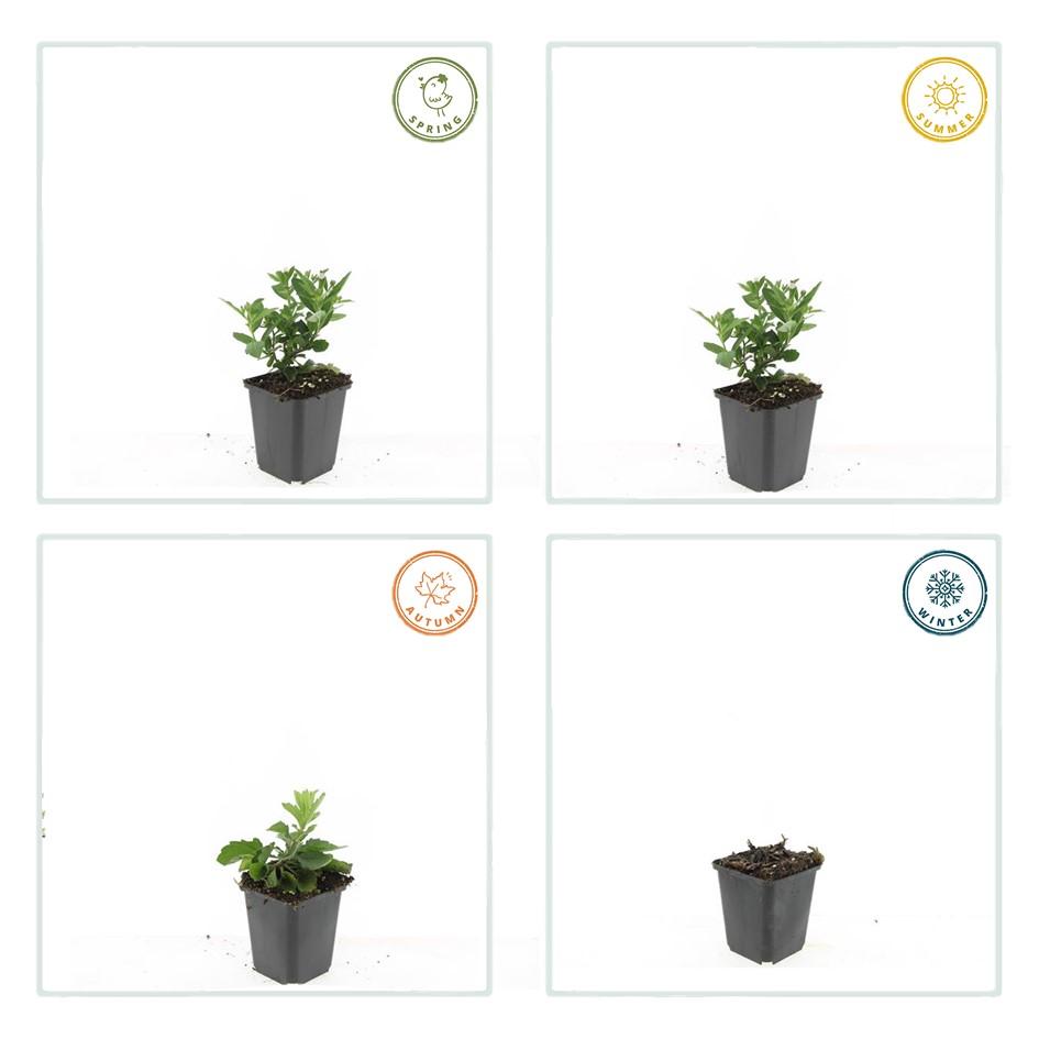 12x Aster ageratoides 'Stardust' - Weiße Herbstastern im 9cm Topf