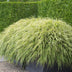 12x Japanisches Waldgras (Hakonechloa macra) Ø9cm Bild 6