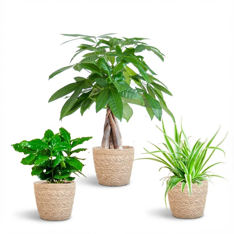 Pet-Friendly Plant Box with Seagrass Basket - Small