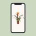 Guzmania Variada: Leuchtende Bromelie (Ø12cm Topf, ca. 50cm hoch) Bild 5