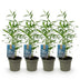 GreenboutiQ Bambus 'Blue Dragon' – 4 Pflanzen, Immergrün, Nicht Ausbreitend Bild 2