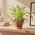 Spider Plant (Chlorophytum) in 12cm pot, 25cm high – Easy to care for Bild 3