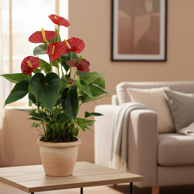 Anthurium Success Red - Herzförmige Blüten, pflegeleicht