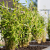 6x Fargesia Rufa Bambus Ø12 cm - ↕25 cm, winterhart & pflegeleicht Bild 2