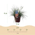 Ziergras Festuca glauca Intense Blue: Immergrün & Winterhart im 17cm Topf Bild 3