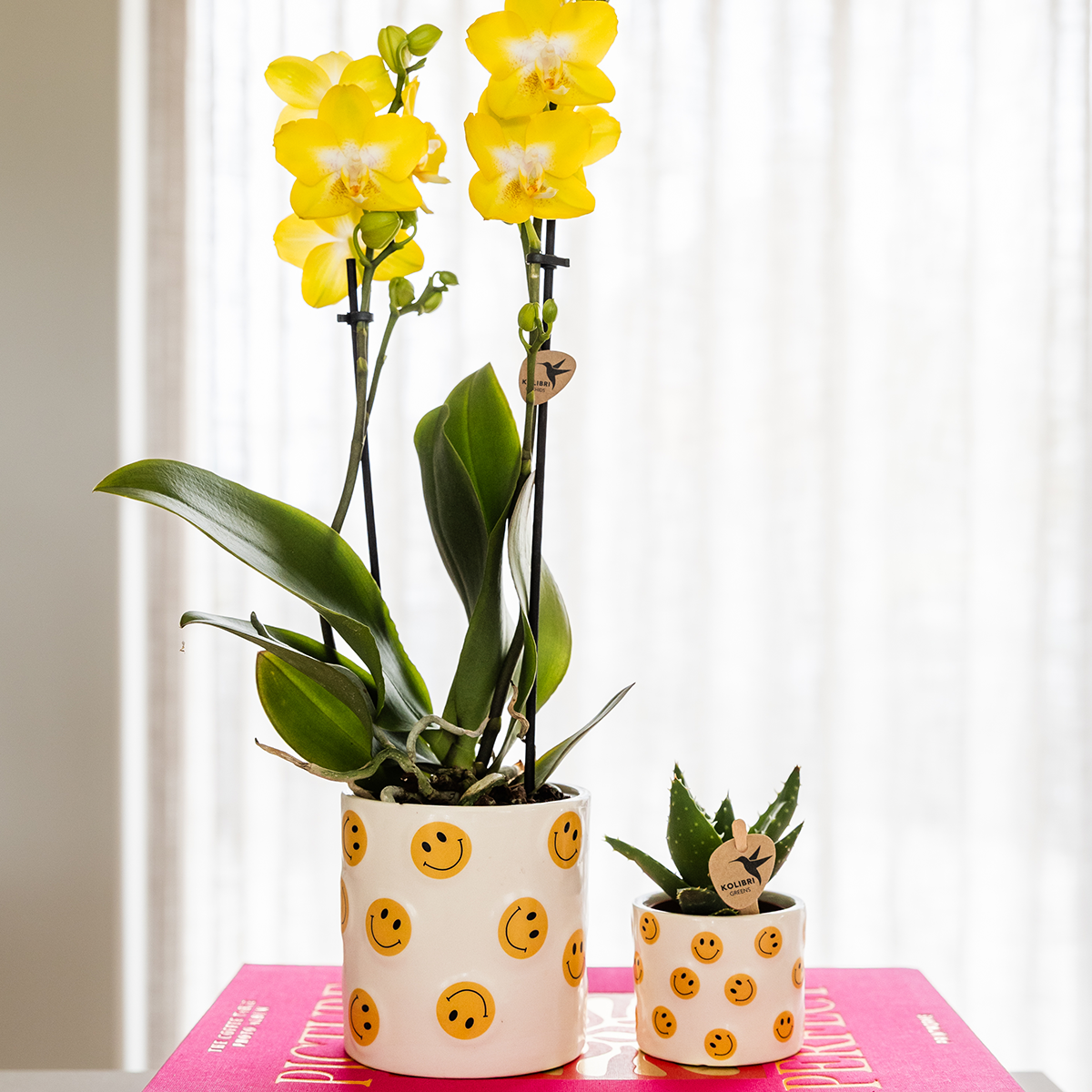 Kolibri Company | Smiley Pflanzenset | Gelbe Phalaenopsis Albenga 9cm und Sukkulente inkl. Keramik‑Übertöpfe