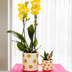 Kolibri Company | Smiley Plant Set | Yellow Phalaenopsis Albenga 9cm and Succulent including Ceramic Pots Bild 4