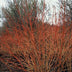 24x Cornus sanguinea 'Midwinter Fire' Strauch, 10-25cm Bild 6