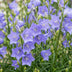 Green boutiQ - Perennial - Campanula persicifolia - Peach-leaved Bellflower - Bee and Butterfly Attractors - Blue - 24 Plants - Pot 11cm - Height 15-25cm Bild 5