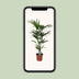 Howea Forsteriana (Kentia-Palme) Ø21cm - ↕120cm Bild 5