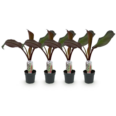 GreenboutiQ Bananenpflanze Ensete ventricosum Maurelli, 4er-Set