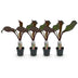GreenboutiQ Bananenpflanze Ensete ventricosum Maurelli, 4er-Set Bild 2