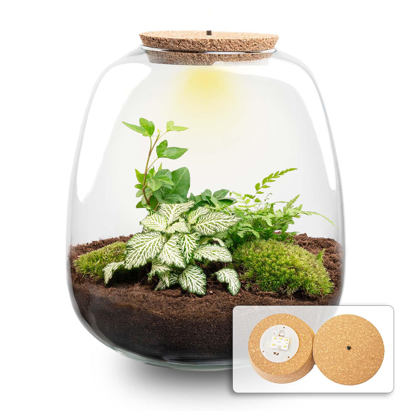 Pflanzenterrarium – Emma – Bastelset – Höhe 25 cm – Durchmesser 23 cm – Hedera White
