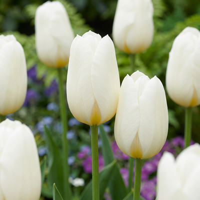 15x Tulipa Triumph White - Triumph-Tulpe Weiß - Weiß - Frühlingsblüher - Zwiebelgröße 11/12