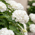 Green boutiQ - Hortensia - Hydrangea macrophylla Blue - Flowers White - 1 Plant - Deciduous - Easy Care - Pot 17cm Height 30cm Bild 5