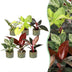 6x Baby Philodendron Mix (Weiß, Rosa, Gelb, Grün, Rot) im 6cm Topf Bild 1