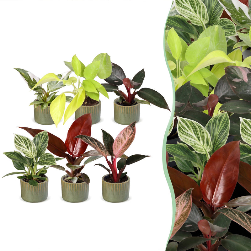 6x Baby Philodendron Mix (Weiß, Rosa, Gelb, Grün, Rot) im 6cm Topf