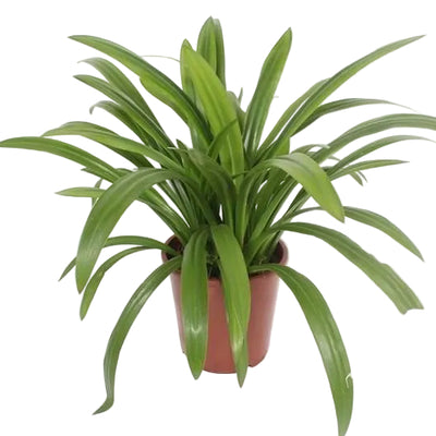 Hymenocallis Speciosa (Ø27cm, ↕80cm) - Exotische Blütenpracht
