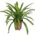 Hymenocallis Speciosa (Ø27cm, ↕80cm) - Exotische Blütenpracht Bild 1