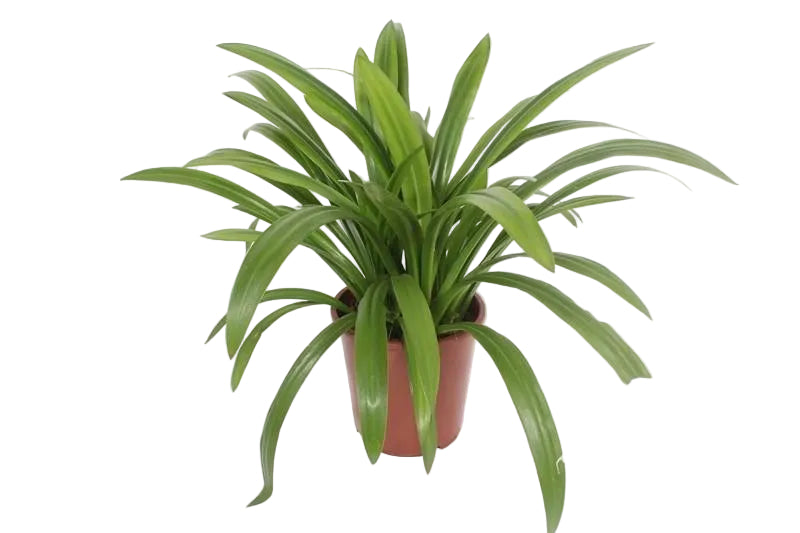 Hymenocallis Speciosa (Ø27cm, ↕80cm) - Exotische Blütenpracht