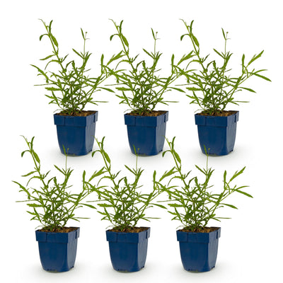 Green boutiQ - Perennial - Verbena bonariensis Lollipop - Ironweed - Bee and Butterfly Attractors - Purple - 6 Plants - Pot 11cm - Height 15-25cm