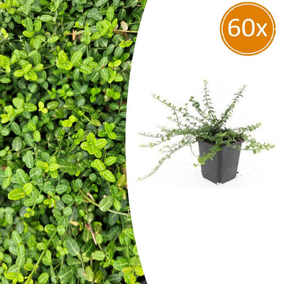 60x Euonymus fort. 'Minimus' - ↕10-25cm - Ø9cm