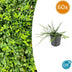 60x Euonymus fort. 'Minimus' - ↕10-25cm - Ø9cm Bild 1
