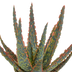 Aloe Zebrina Dannyz 'Stern' in a white 10.5cm pot Bild 3
