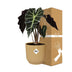 Alocasia 'Polly' in a yellow ELHO Vibes Fold pot, 14 cm Bild 4