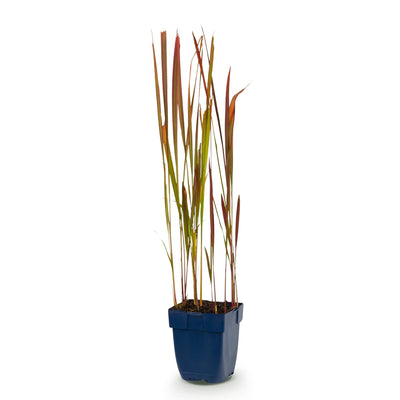 Green boutiQ - Grasses - Imperata cylindrica Red Baron - Japanese Blood Grass - Red Shoots - Red - 1 Plant - 11cm Pot - 15-25cm Height