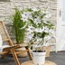 Clematis Garland Tsukiko Kletterpflanze, weißblühend, 23cm Topf Bild 5