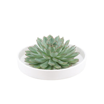 ROOTLESS Echeveria Pulidonis in weißer Keramikschale (Ø20cm)