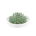 ROOTLESS Echeveria Pulidonis in weißer Keramikschale (Ø20cm) Bild 1