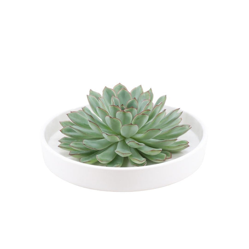 ROOTLESS Echeveria Pulidonis in weißer Keramikschale (Ø20cm)