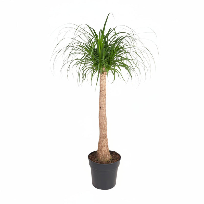 Beaucarnea Stamm, 120 cm, Ø32 – Exotische Eleganz für Ihr Zuhause