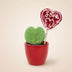 Sweetheart Plant Set: Heart-shaped plant in a red pot with a lollipop Bild 2