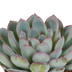 Echeveria-Mix im weißen Topf - 3er Pack, 8,5 cm Bild 3
