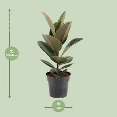 Ficus Elastica Robusta Gummibaum (Ø17cm, ↕55cm)