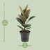 Ficus Elastica Robusta Gummibaum (Ø17cm, ↕55cm) Bild 2