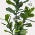 Künstliche Ficus Lyrata 'Tabakpflanze' - 150cm - Pflegeleicht Bild 3
