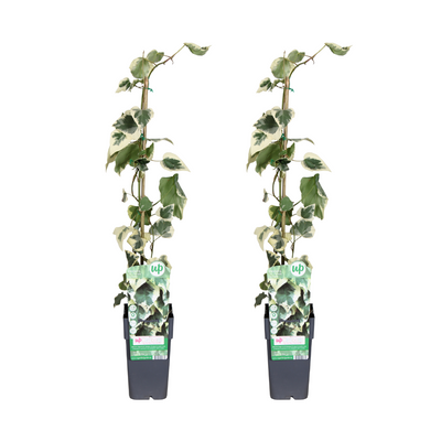 Hedera colchica Dentata Variegata: 2 Stück Kletterpflanzen