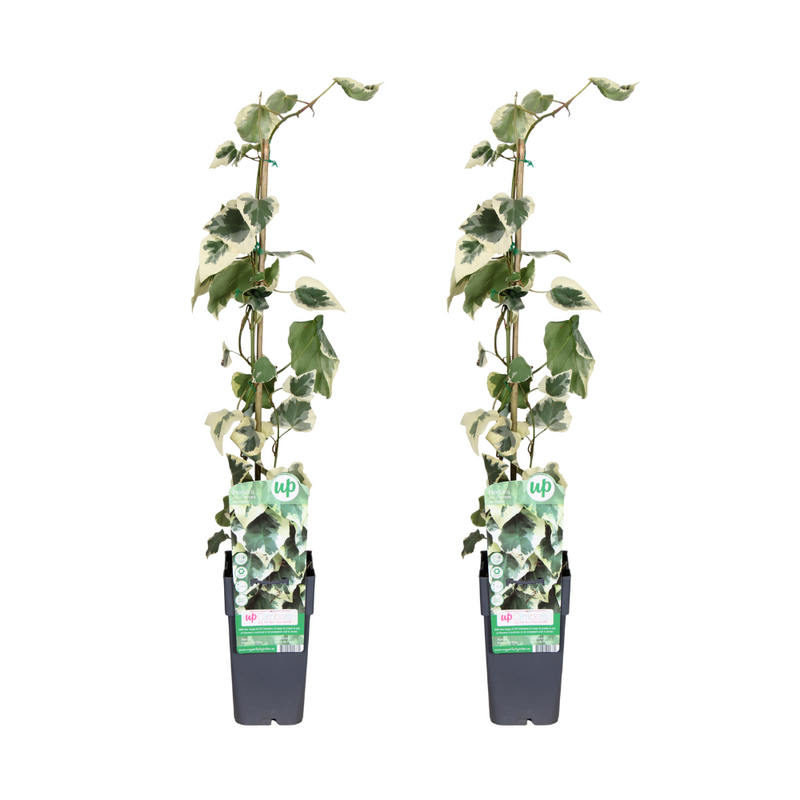 Hedera colchica Dentata Variegata: 2 Stück Kletterpflanzen
