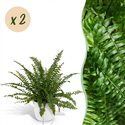 Green Lady Farn, 2x Nephrolepsis, Topf 12cm, Höhe 25cm, Haustierfreundlich
