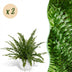 Green Lady Farn, 2x Nephrolepsis, Topf 12cm, Höhe 25cm, Haustierfreundlich Bild 1