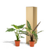 Alocasia Paket: Cucullata (↕60cm) & Lauterbachiana (↕75cm) Bild 6